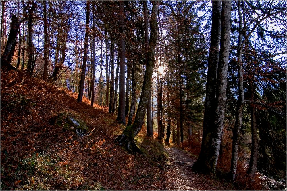 am Waldweg zur Pletzachalm