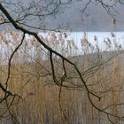 Am Waldweiher