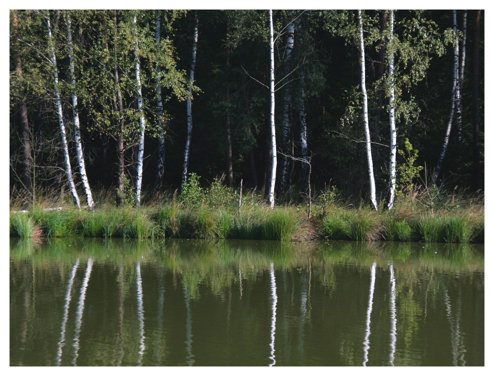 Am Waldweiher