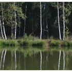 Am Waldweiher