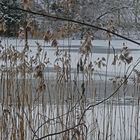 Am Waldweiher