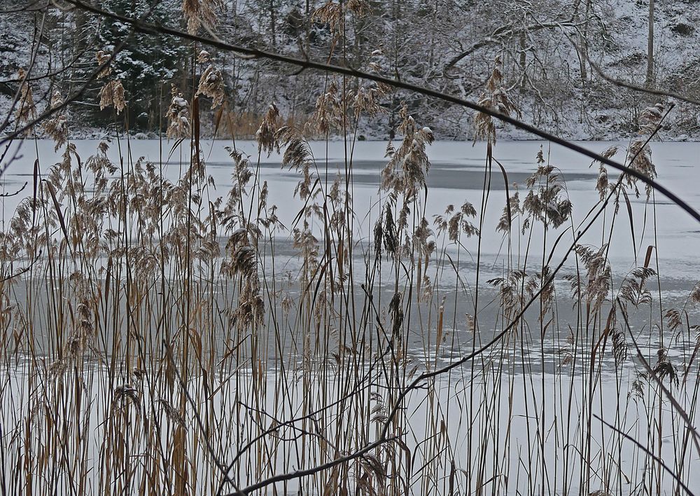 Am Waldweiher