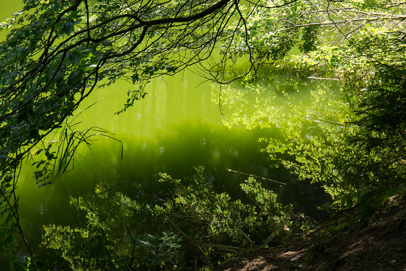 am Waldweiher