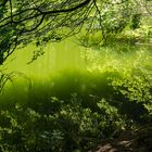 am Waldweiher