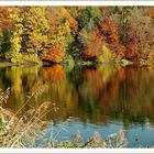 Am Waldweiher