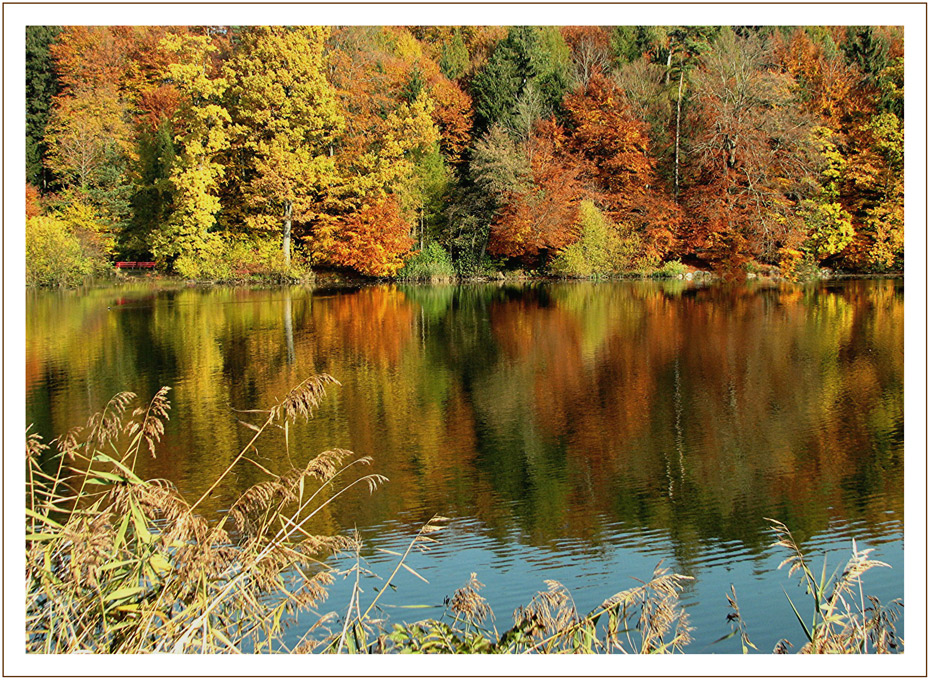 Am Waldweiher