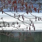 Am Waldweiher