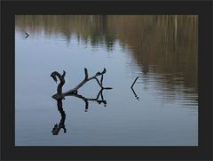 Am Waldweiher