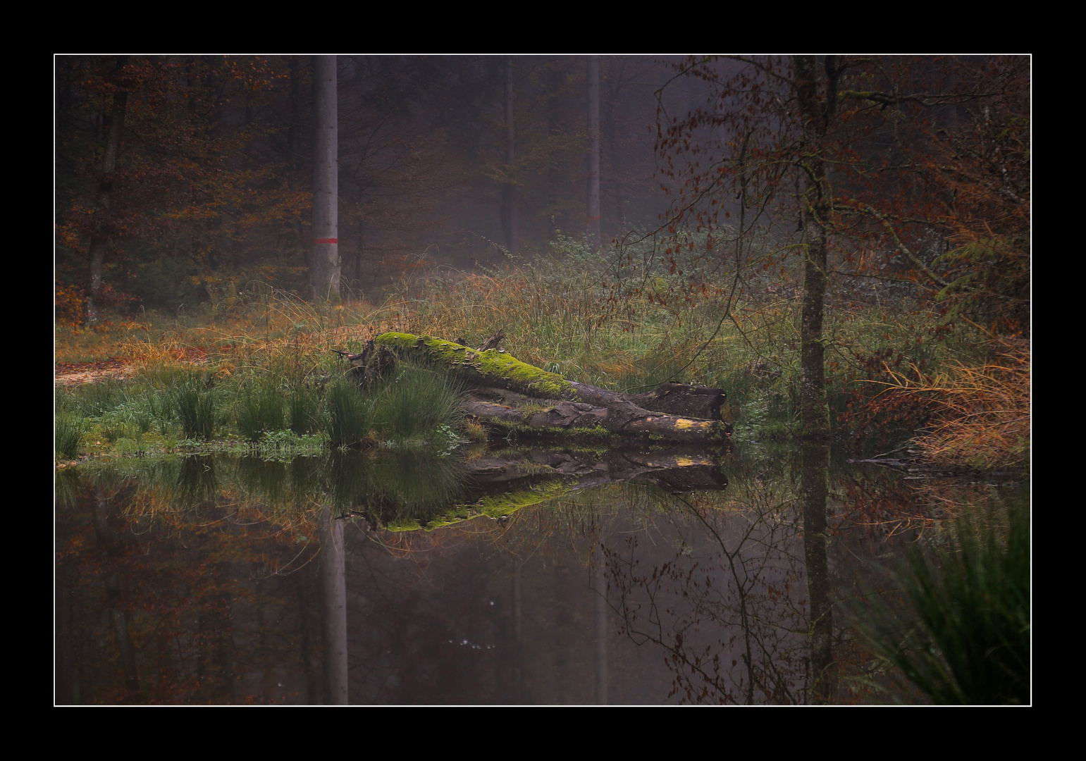 Am Waldweiher im Herbst