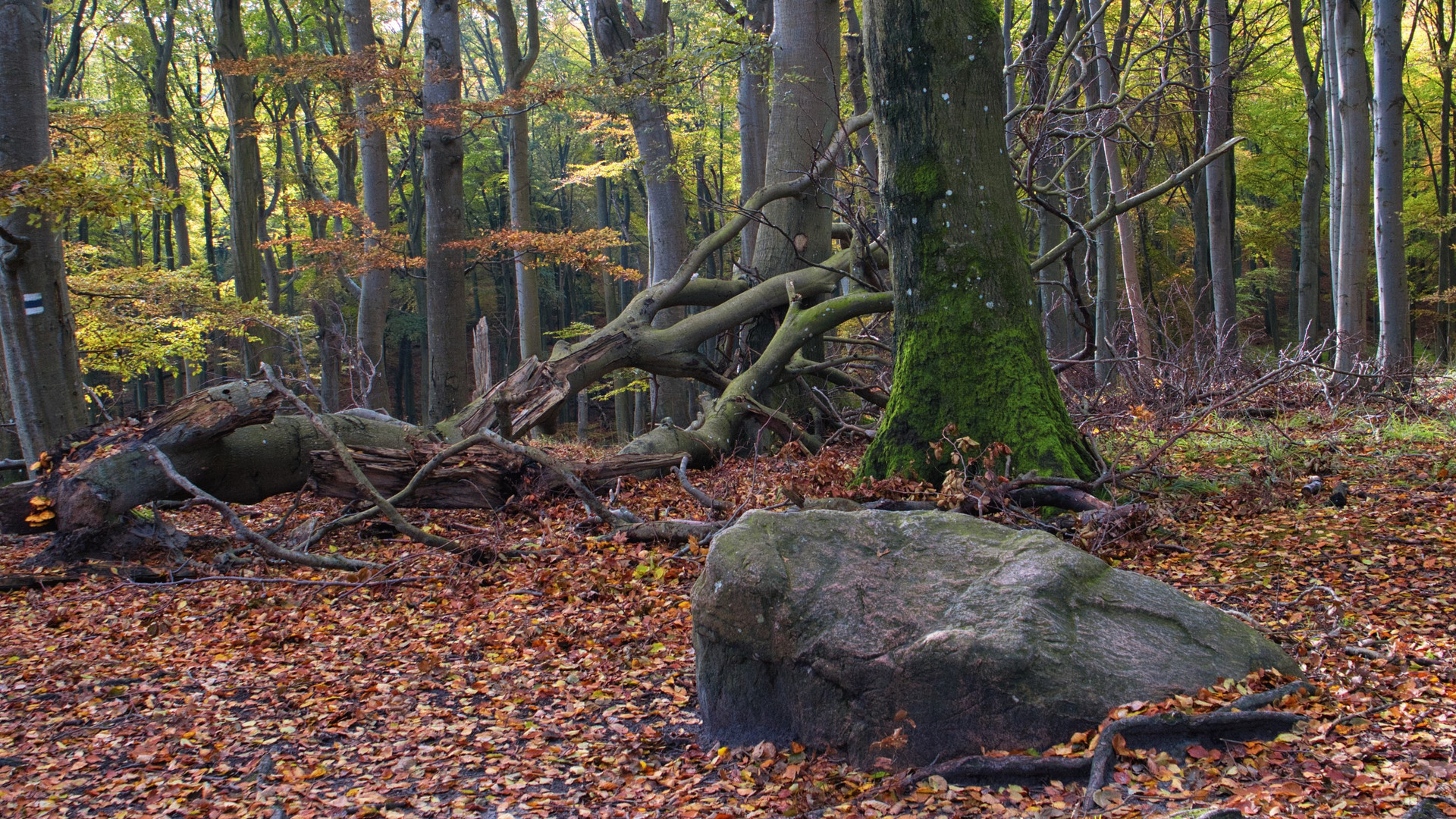 Am Wanderweg