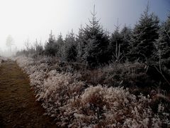 Am Wanderweg zum Waldstein