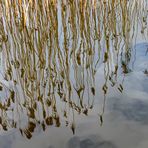 am Wariner See