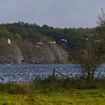 Am Warnker See