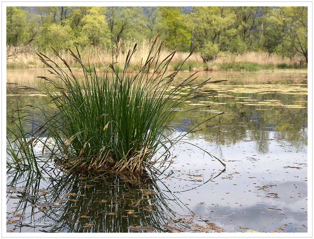 am Wasser