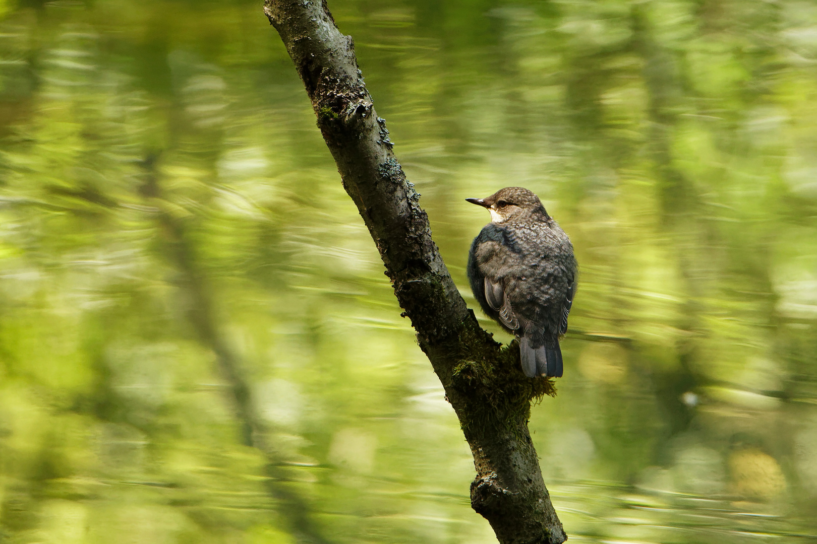 am Wasser