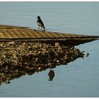 Am Wasser führt kein Weg vorbei