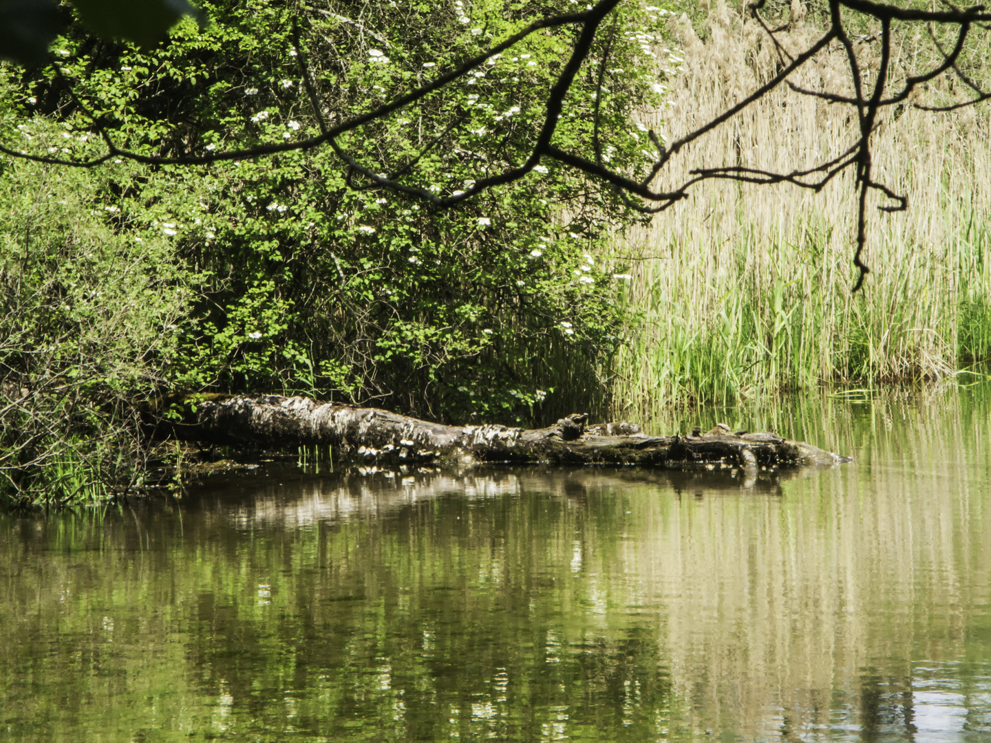 am Wasser im Mittelgrund