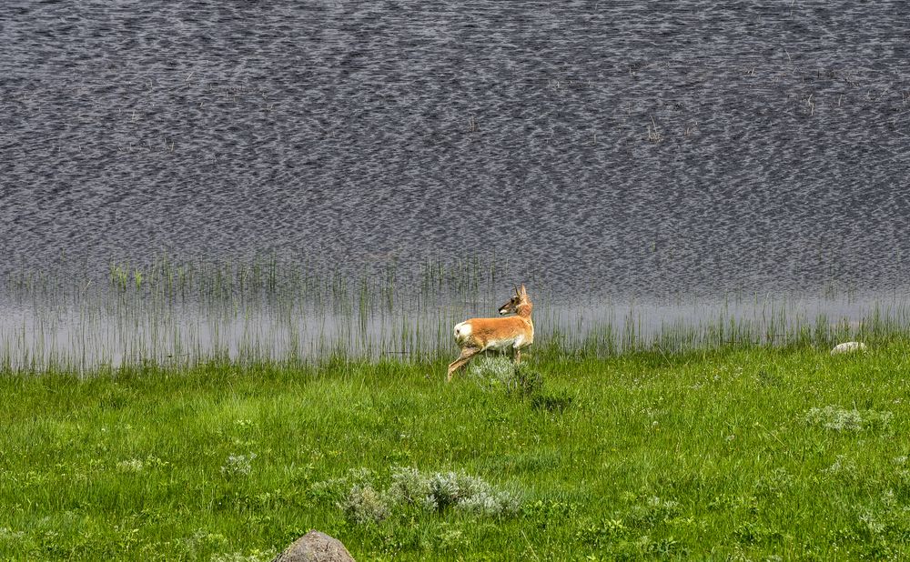 Am Wasser ist das Grass  ...        DSC_4892-3