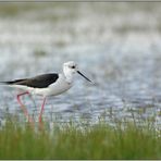 am Wasser... Stelzenläufer *Himantopus himantopus*