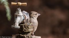 Am Wasserhahn