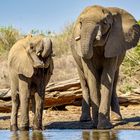 Am Wasserloch 01, 2019.09.18. - Mana Pools NP, Kavinga Camp