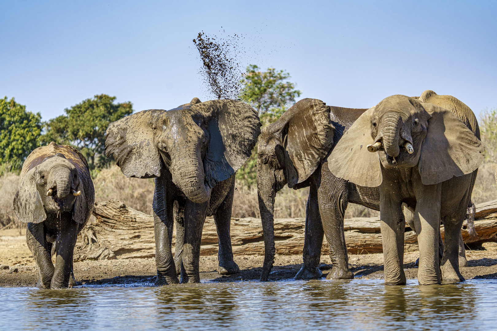 Am Wasserloch 02, 2019.09.18. - Mana Pools NP, Kavinga Camp