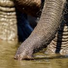 Am Wasserloch 03, 2019.09.18. - Mana Pools NP, Kavinga Camp