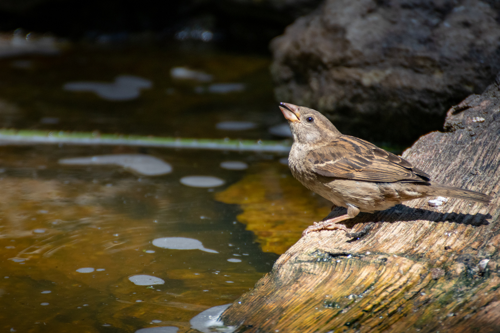 Am Wasserloch.. | ..At the Waterhole