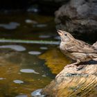 Am Wasserloch.. | ..At the Waterhole