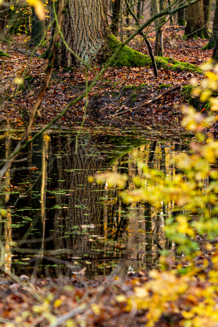 Am Wasserloch