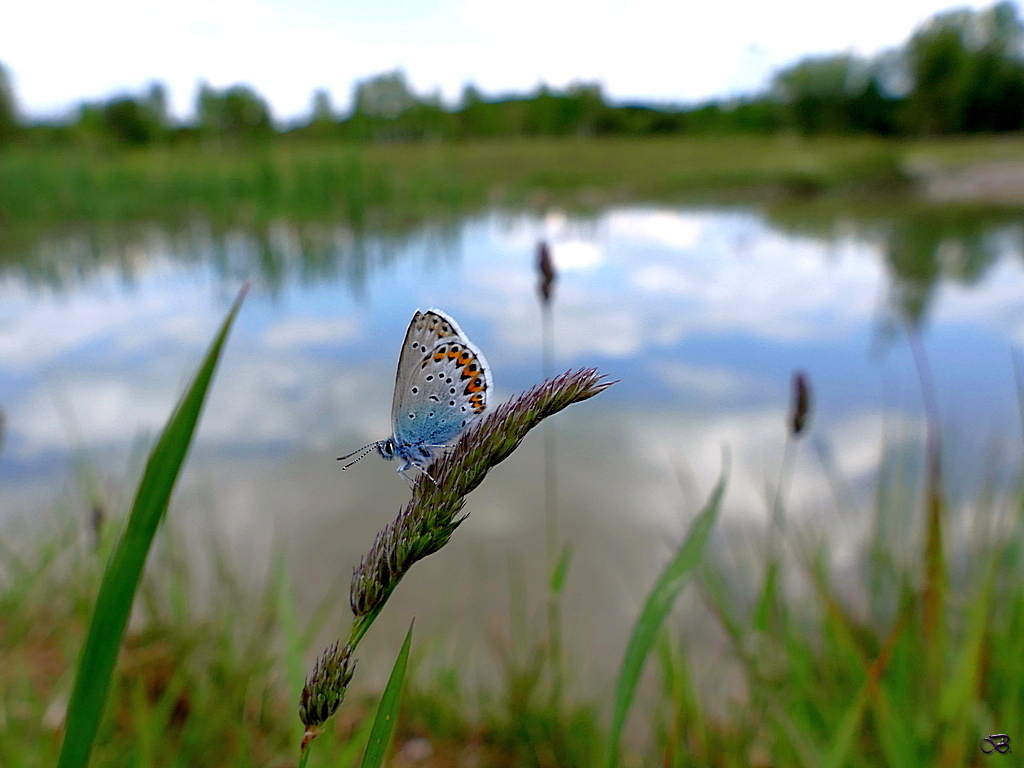 Am Wasserloch