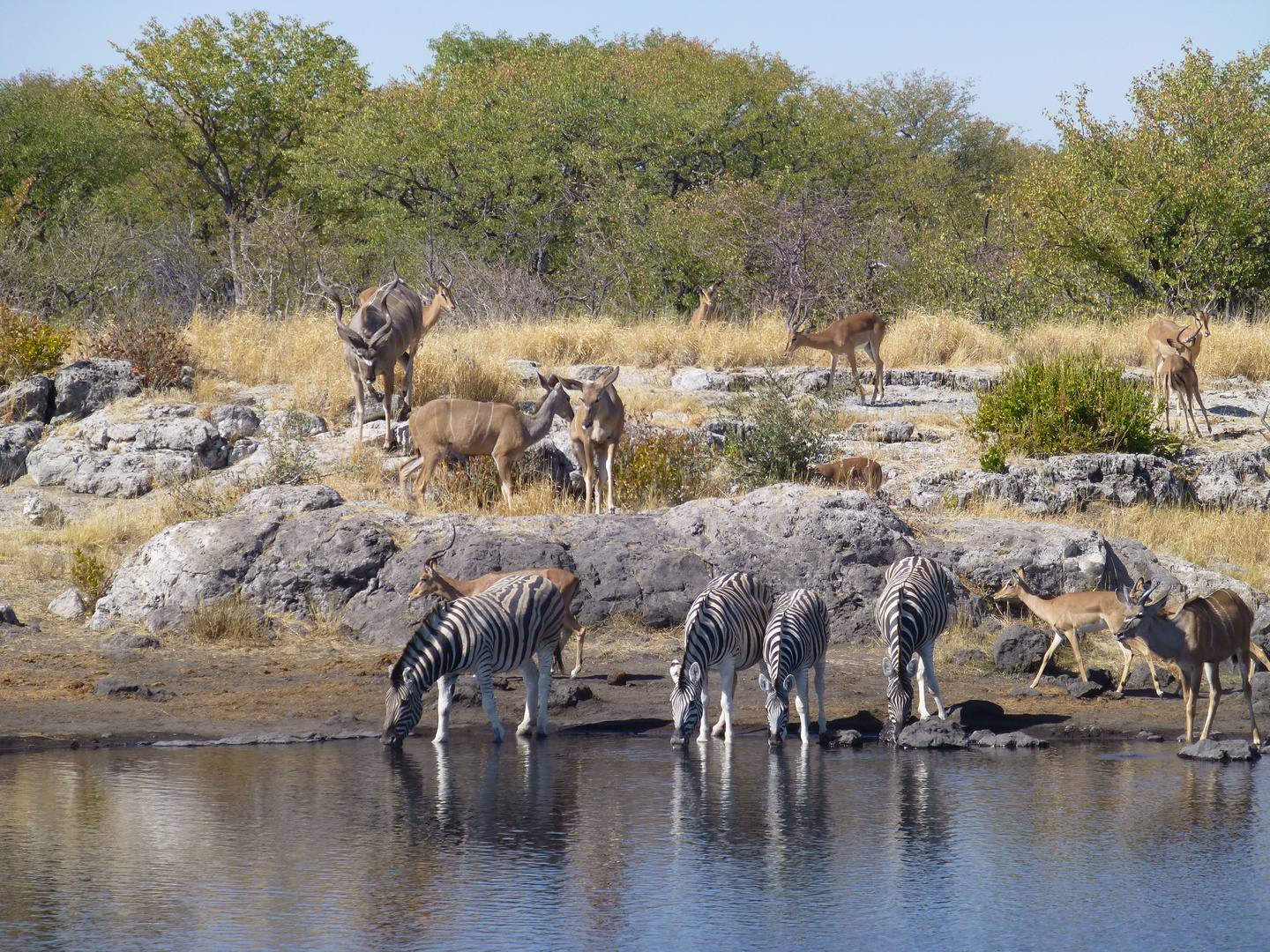 Am Wasserloch, Etosha NP