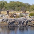 Am Wasserloch, Etosha NP