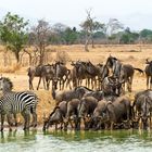 Am Wasserloch, Mikumi-Nationalpark, Tansania