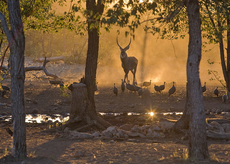 Am Wasserloch Namibia