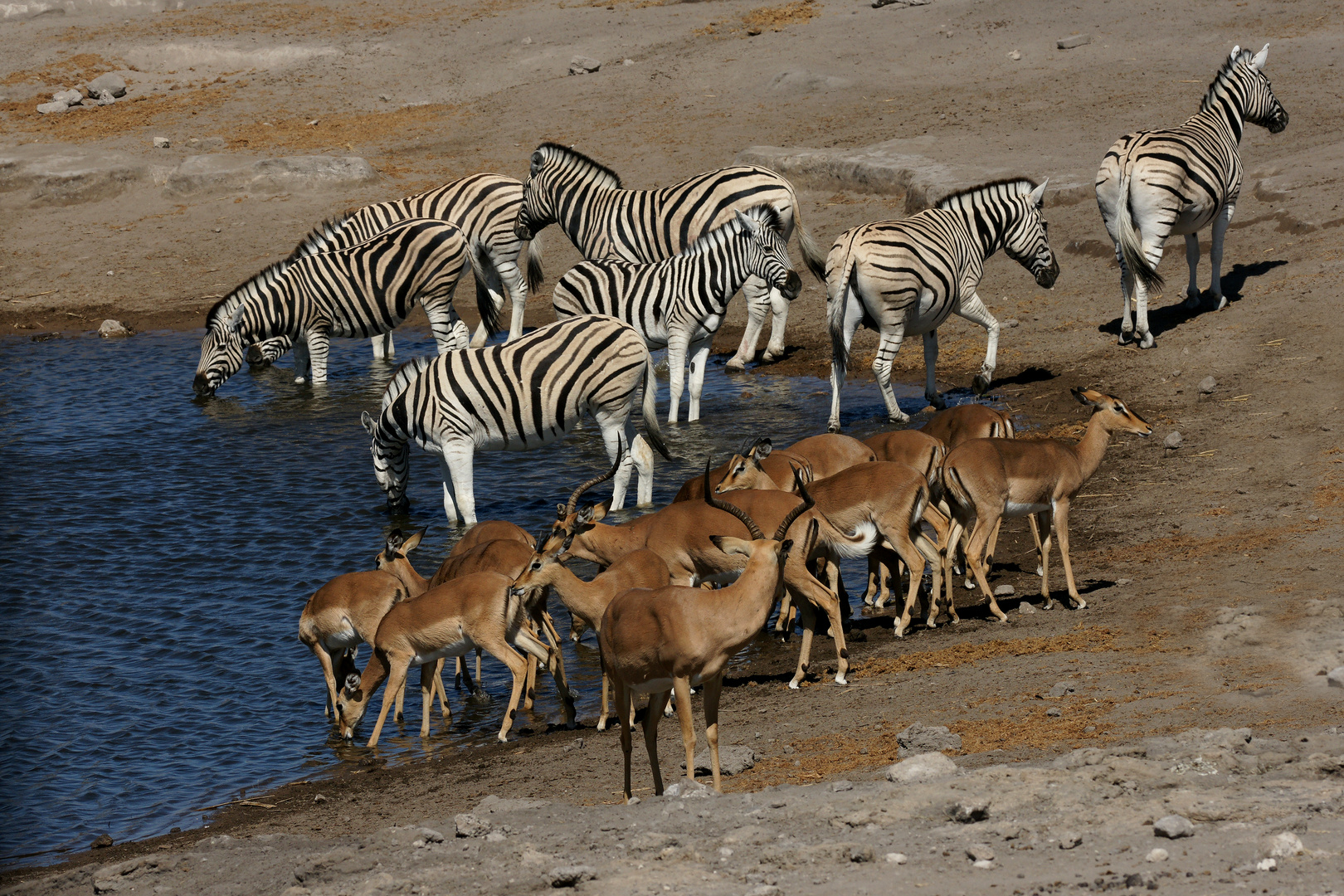 Am Wasserloch- Namibia