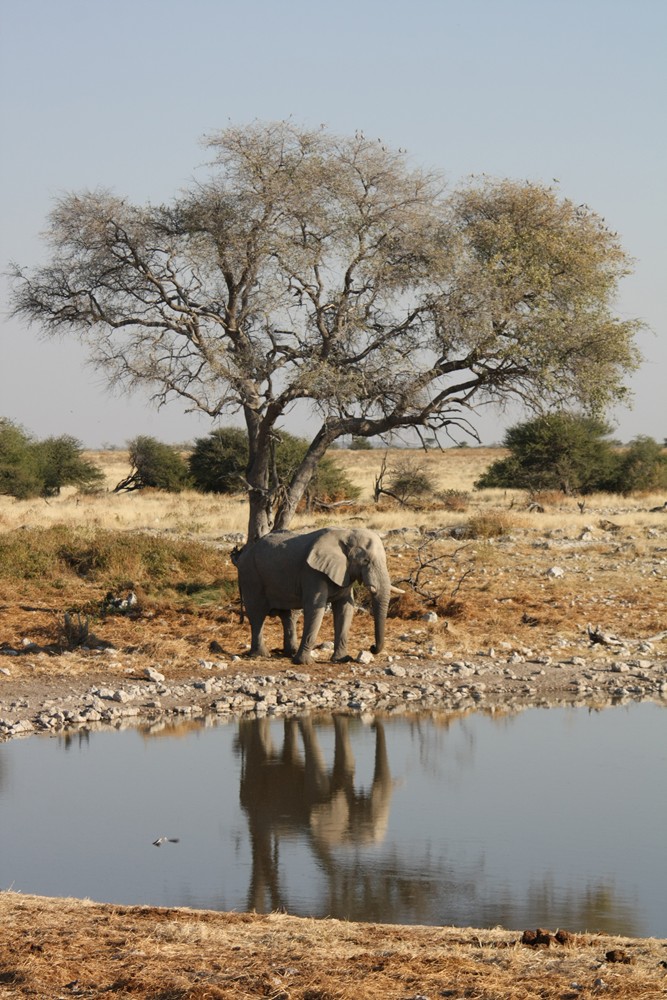 Am Wasserloch von Okaukuejo, Etosha (Namibia)