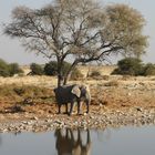 Am Wasserloch von Okaukuejo, Etosha (Namibia)