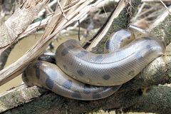 am Wasserwegesrand im Amazonas