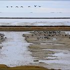 am Wattenmeer