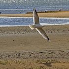 Am Wattenmeer