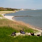 Am Wattenmeer zwischen Kampen und List