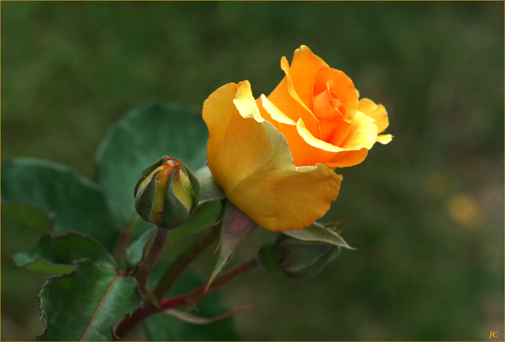 Am WE... eine Rose für Euch