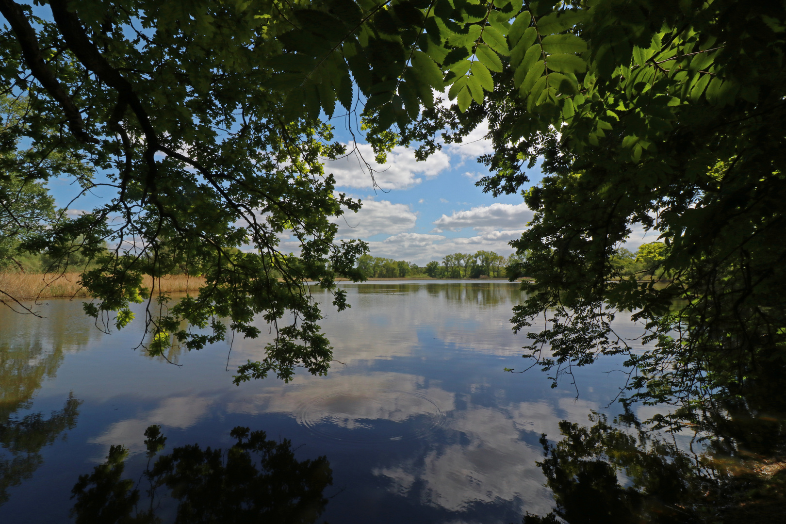 Am Weddeler Teich Foto & Bild landschaften, wasser, bäume Bilder auf