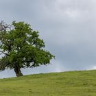 Am Weg auf den Gamsstein