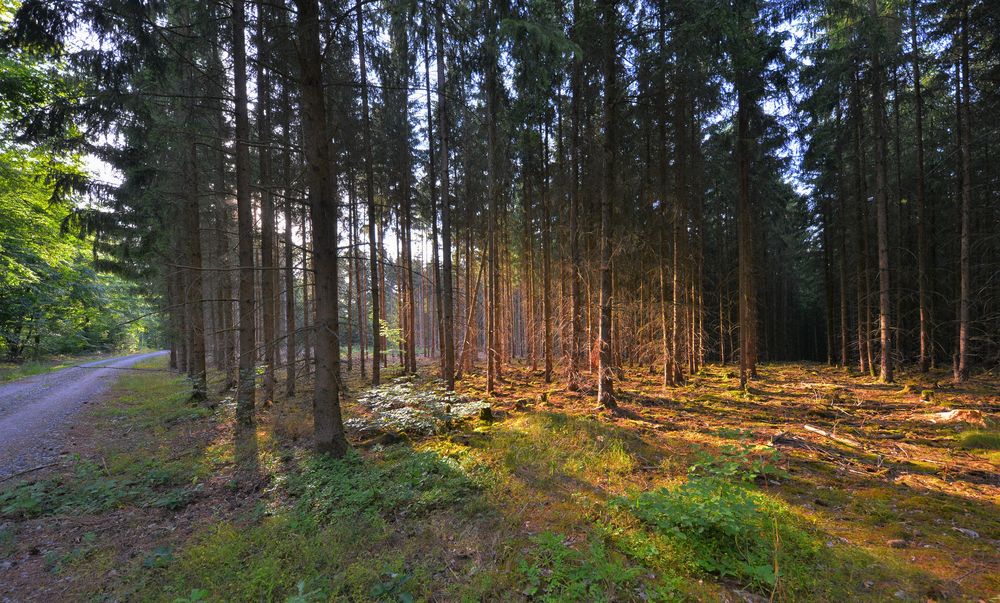 am Weg durch den Wald