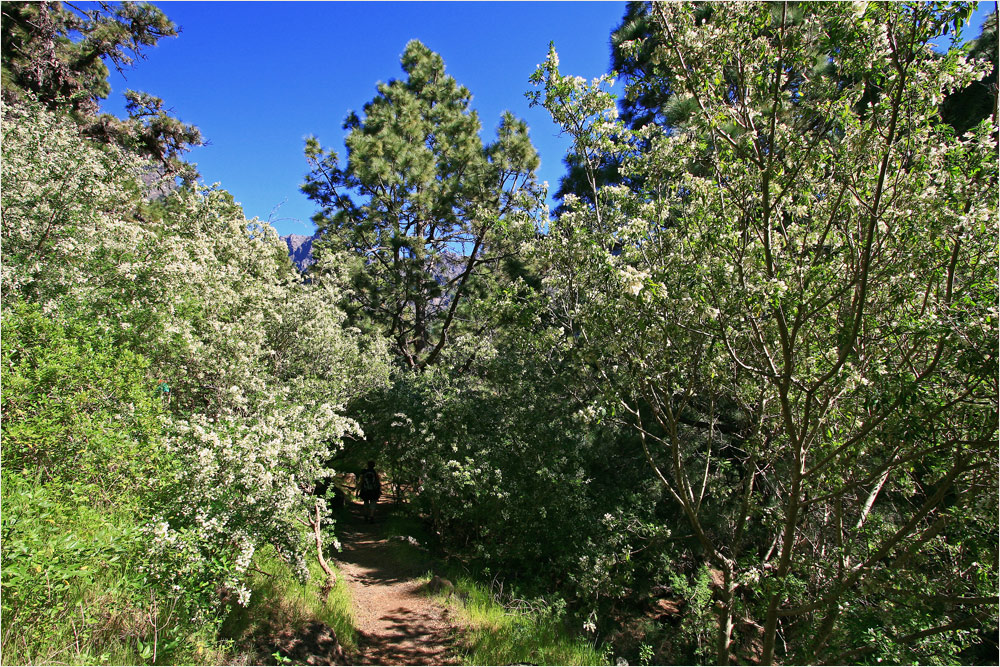 Am Weg in die Caldera de Taburiente 4