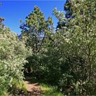 Am Weg in die Caldera de Taburiente 4