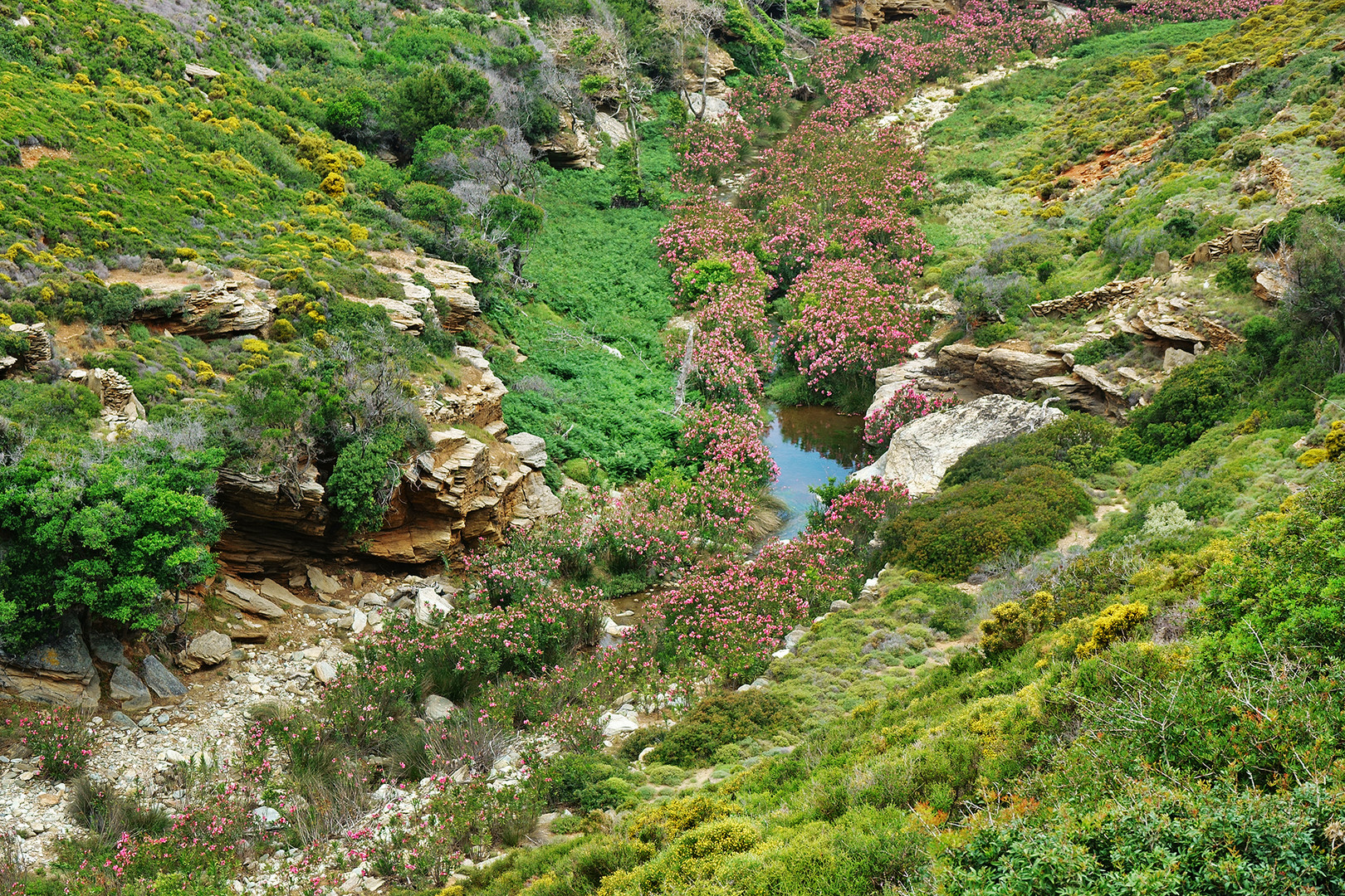 am Weg Nr. 13 auf der Insel Andros