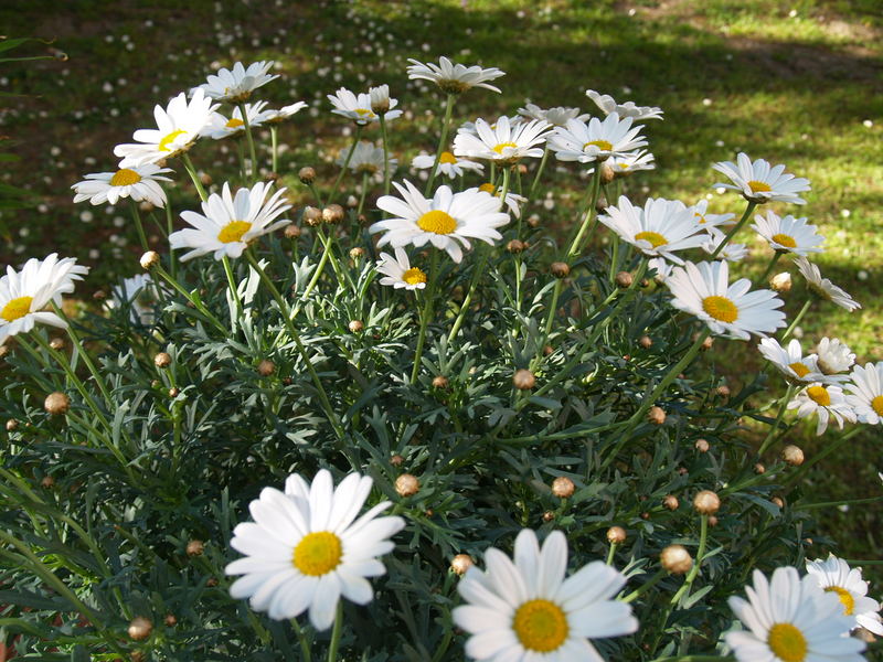 Am Weg pflückte Rotkäppchen noch ein paar Blumen...